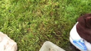 Стерлядь вяленая ?