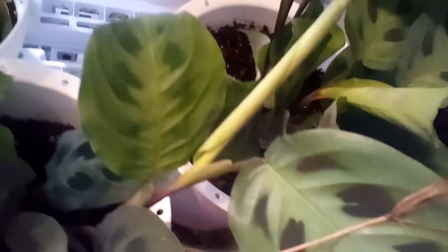 Calathea Maranta ,Leuconuera (" kerchoveana "} Prayer Plant ❤?cool White bloom flower смотреть онлайн