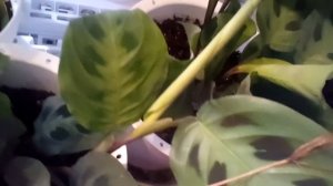 Calathea   Maranta ,Leuconuera (" kerchoveana "} Prayer Plant ❤?cool White bloom flower