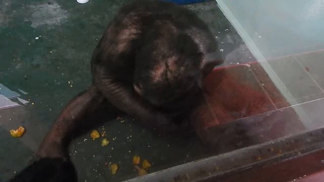 джони гроза вшей! смотреть онлайн