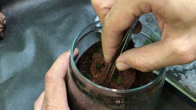 Сажаем мох Плагиомниум на лава камень! смотреть онлайн