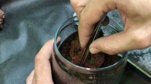 Сажаем мох Плагиомниум на лава камень!