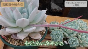 【多肉植物】交配苗の紹介😊思いをのせて生まれたエケベリア果たしてその姿は？