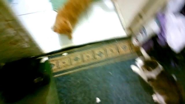 Кошка гоняет кота и разгромила квартиру Cat fun with cats Funny Cats Compilation смотреть онлайн