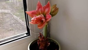 Маленький обзор по гиппеаструмам Какие они разные.апрель 2018   # домашние цветы # гиппеаструмы