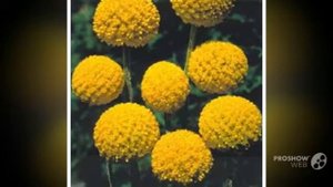 Craspedia - garden plants