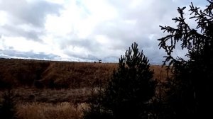 Лесная пасека-ульи ловушки на деревьях???️??