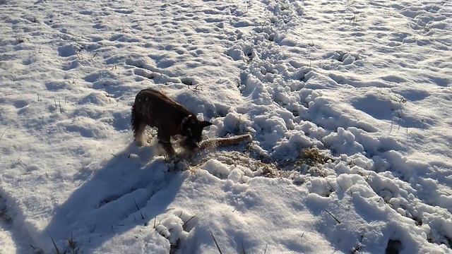 Цвергшнауцер зимой)) смотреть онлайн