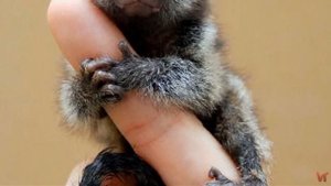 Cebuella pygmaea - самая маленькая обезьянка в мире