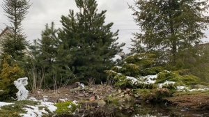 Жизнь взрослого хвойного сада. Почему я не убираю опавшую хвою из под деревьев. 03.04.2023г.