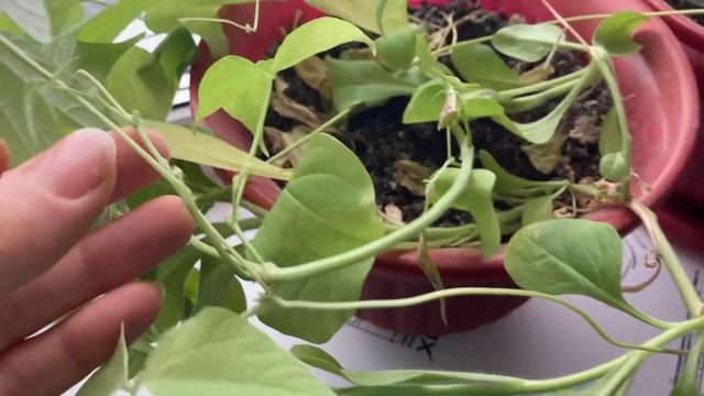 Фасоль в горшке дома смотреть онлайн