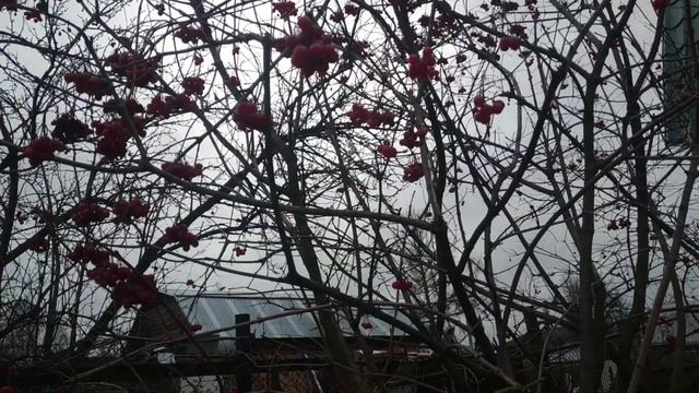 С калиной дружен,врач не нужен -целебные свойства калины. смотреть онлайн