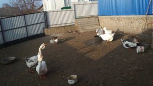 ХОЛМОГОРСКИЕ ГУСИ. Вся ПРАВДА О ЭТОЙ ПОРОДЕ. Содержание. Уход. Кормление. Составление семей21.01202