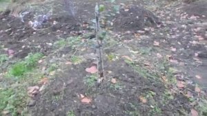 Посадка плодовых деревьев на холмы