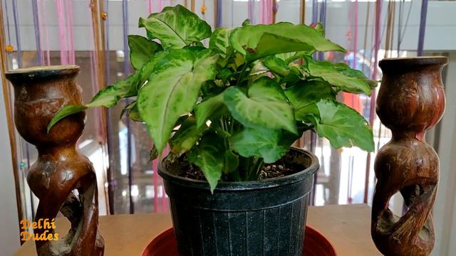 Best Indoor & Outdoor Plant Syngonium Vine Houseplant Care