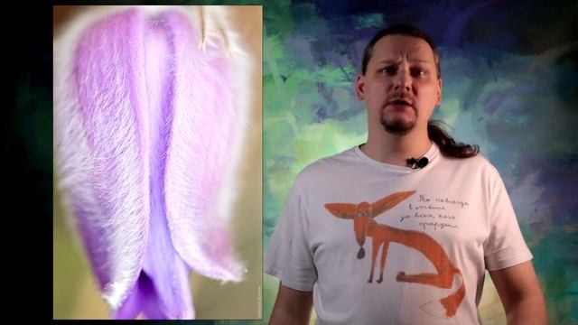 Мохнатые ургульки или Сон-трава - Первоцветы уже здесь, а мы застряли в домах и квартирах! смотреть онлайн