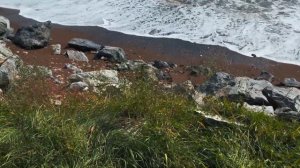 б/о Юность, г.Артем, Приморский край, Россия