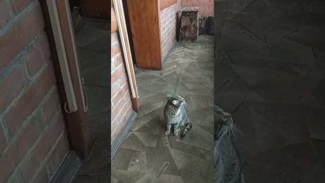 #МВД #прокуратура #СК #Администрация #организация #помощь #поддержка #подписка #лайк #репост смотреть онлайн