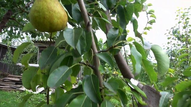 Скороплодный, крупноплодный сорт с высокими вкусовыми качествами / Груша ГОВЕРЛА