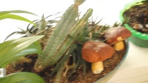 Выращиваю белые грибы в горшке