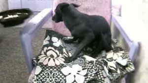 собачка боится рулетки