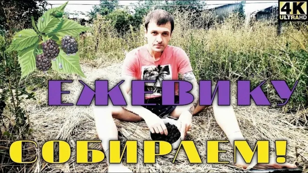 Лето | Родительский дом | Ежевика садовая | Влог #купилдомвдеревне #жизньвдеревне #родительскийдом