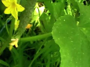 На солнце +41 градуса,в теплице +51,как понизили температуру в ней до +37 градусов.