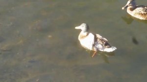 Песня про серую шейку