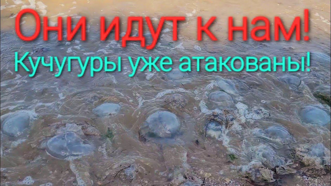 Скоро это придет в Голубицкую. Медузы, Кучугуры, Азовское море!