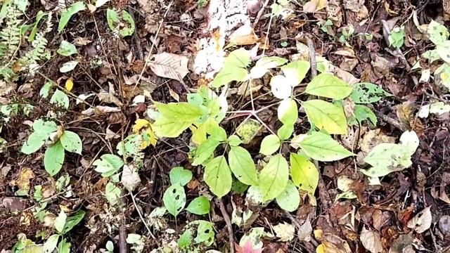 Женьшень. В тайгу за шишками ч 2 смотреть онлайн