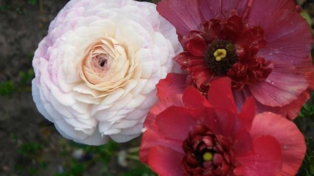 Как выращивать лютики из семян в домашних условиях смотреть онлайн