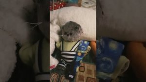 Новый басик и скоро новый год