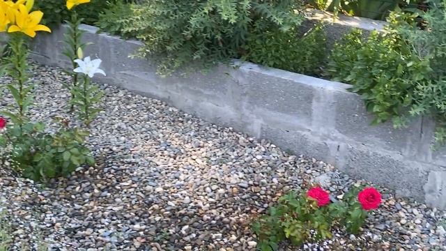 Гортензия Букет Роуз, Розы Супер Гранд Аморе, Шакенборг, монарда. смотреть онлайн