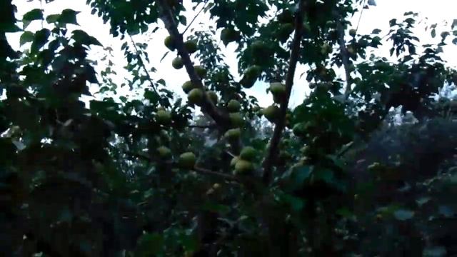 Фермер Железов-Аспирантка Савинич. Молодой сад № 3. Начало плодоношения. смотреть онлайн