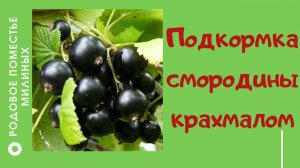 Подкормка смородины крахмалом.