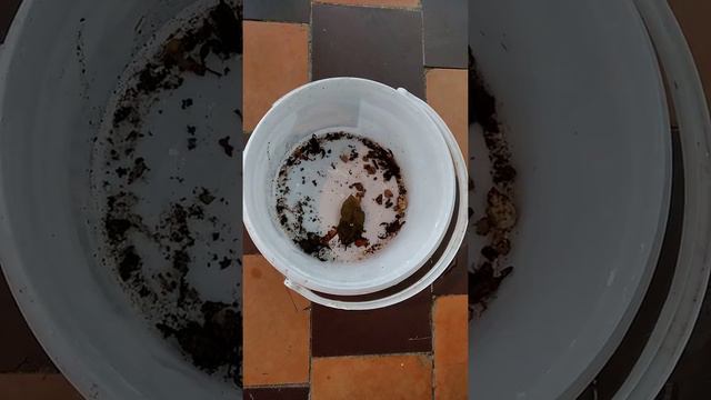 Скорпионы Абхазия Гагра смотреть онлайн