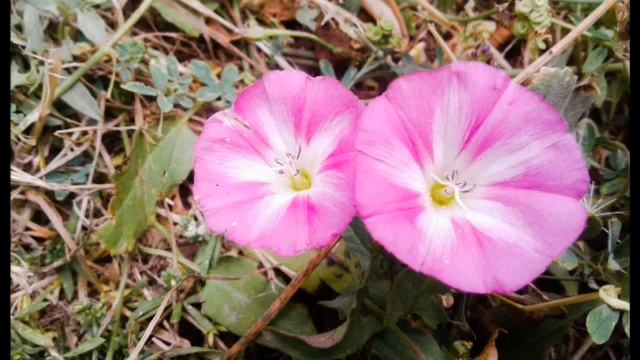 №6 It is nature sound Relaxtation and Meditation смотреть онлайн