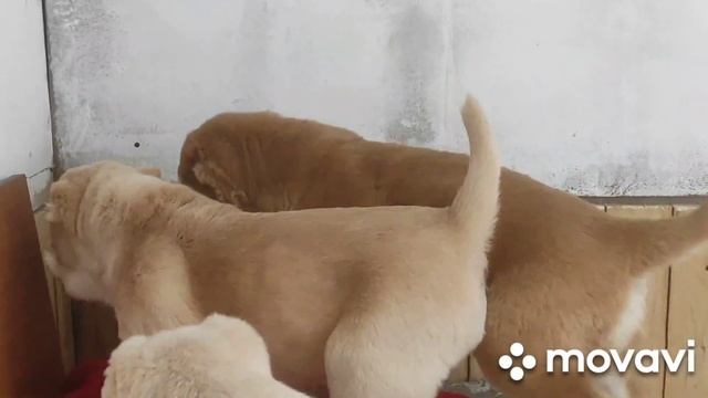 Семья в изоляторе после прививки. смотреть онлайн