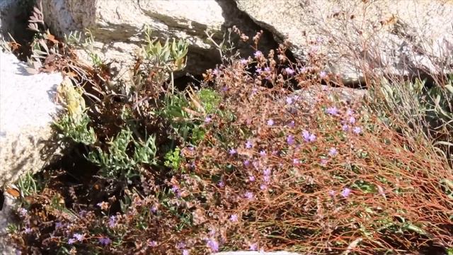 Crithmum maritimum + Limonium narbonense on the rocks Greece смотреть онлайн