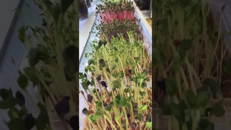 Микро зелень #москва #shortvideo #микрозелень #урожай #проращиваниесемян