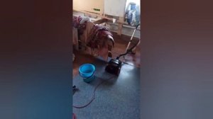 Всегда нужны сухие корма Сириус, консервы Органикс,консервы Ренал, пеленки 60×90 и постельное бельё