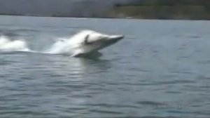 Не обычный Водный скутер Дельфин.