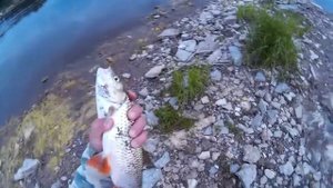 Голавль на бомбарду (сбирулино)