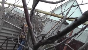 Прививка яблони прививочным секатором