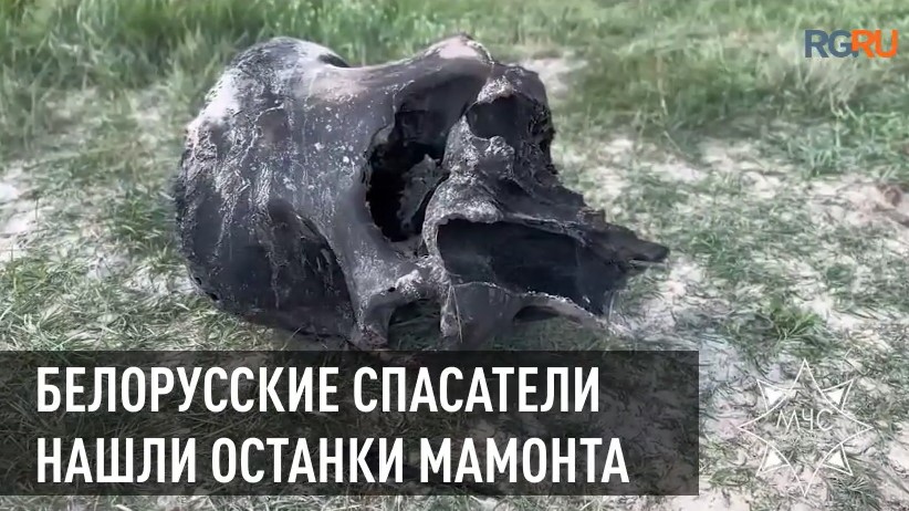 Белорусские спасатели нашли мамонта в Гомельской области