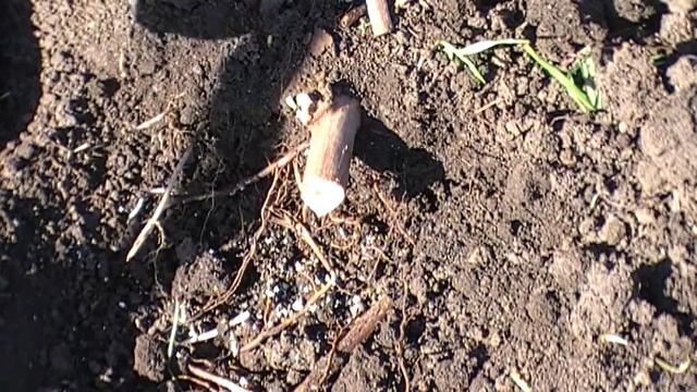 Прививка на виноград молдова винограда юпитер смотреть онлайн