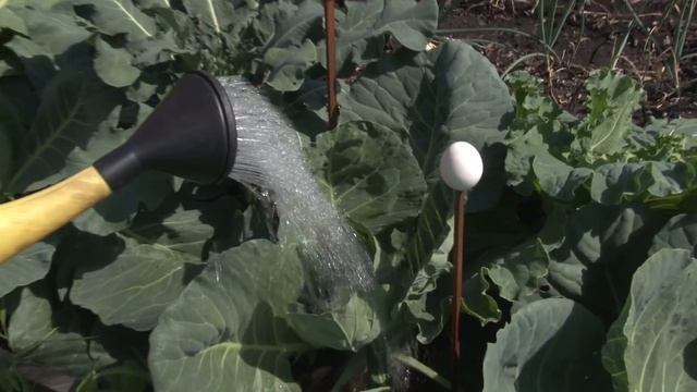 Голова садовая - Полив капусты, правильно! смотреть онлайн