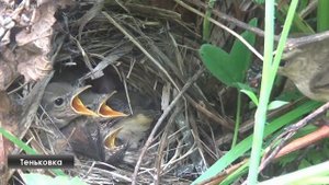 Как поёт пеночка: теньковка, весничка, трещотка, зелёная (Phylloscopus)
