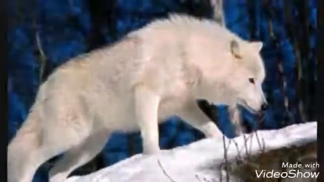 Обои волки смотреть онлайн