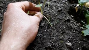 Помидоры и огурцы зимой. Теплица в подвале